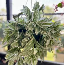 Image result for Tradescantia
