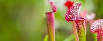 Une fois le sol du terrarium en place, vous n'avez plus qu'à y positionner vos plantes carnivores. Entretenir Sa Sarracenie Avec Coop Brico Loisirs