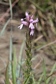 Image result for Striga bilabiata