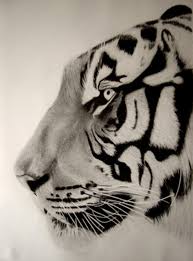 Tiger drawing realistic, tiger art print, pencil color drawing, realistic art, realistic drawing, tiger art, tiger artwork kitslam $ 8.22 free shipping favorite add to one line tiger minimalist drawing saraforbushart $ 9.95. Tiger Close Up Pencil Drawing By Eric Stavros Absolutearts Com