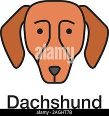 Dachshund color icon. Hotdog. Hound dog breed. Isolated vector illustration  Stock Vector Image & Art