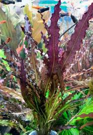 Image result for Aponogeton rehmannii