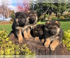 The german shepherd, named by the queen of switzerland, was first recognized as a member of the akc herding group in 1908, although max von stephanitz and his. View Ad German Shepherd Dog Litter Of Puppies For Sale Near Oregon Silverton Usa Adn 160279