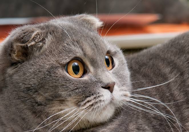 Scottish Fold - The Cat Fanciers' Association