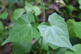 Image result for Mikania cordata