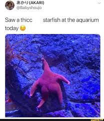 Saw A Thicc Starfish At The Aquarium Today C Ifunny Funny Pictures Funny Memes Cute Animal Memes