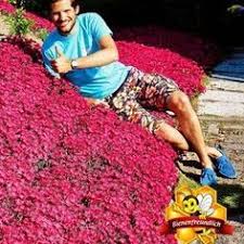 Bodendecker Gegen Unkraut In 2020 Bodendecker Gegen Unkraut Bodendecker Unkraut