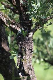 Image result for Gymnosporia glaucophylla