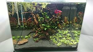 Looking For Tank Mate Suggestions For My Betta Bettafish