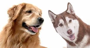 Find golden retriever dogs and puppies from massachusetts breeders. Golden Retriever Husky Mix Discover The Golden Husky