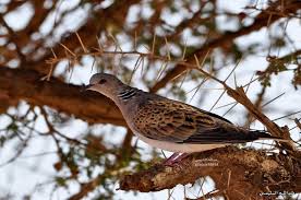 Pin By On Turtle Dove القـــمــــري Animals Bird