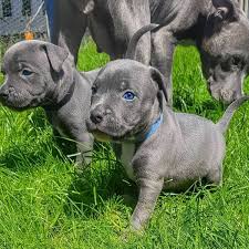 Collection by preston tollet • last updated 12 days ago. Fantastic Litter Of Kc Registered Blue Staffy Pups For Sale For Sale Pets Livestock Dogs Puppies Puppies Litters Loot