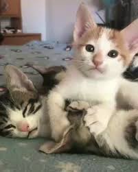 wierd love is still love funny animal videos cute animals cute baby animals