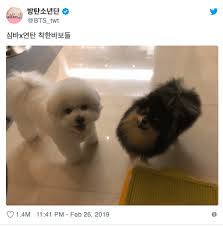 Dogs and cats are from different species of animals, appealing to different types of people. The Cutest Korean Celebrity Pets We Re Obsessing Over Soompi