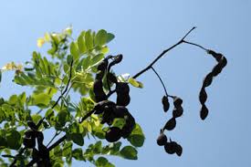 Image result for Cathormion