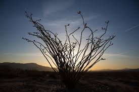 Image result for Coelachne auquieri