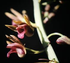 Image result for Eulophia alta