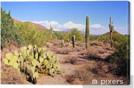 The prickly pear is opuntia: Arizona Desert View With Saguaro Cacti And Prickly Pear Canvas Print Pixers We Live To Change