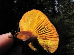 Image result for Gymnosporia arenicola