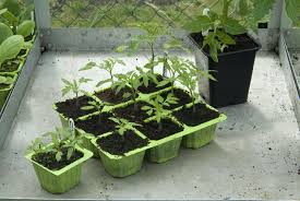 Growing rings (if you like). How To Grow Tomatoes Rhs Gardening