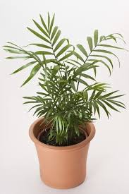 Can yellow palm leaves turn green again? Parlor Palm Houseplant Care Caring For Indoor Parlor Palm Plants