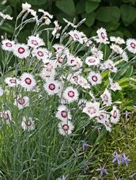 Dianthus Perennial Mix Garden Shrubs Pink Dianthus Perennials