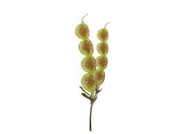 Image result for Pleurolobus