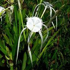 Flowering bulb plants in the philippines. Spider Lily Hymenocallis Littoralis Set Of 10x Large Bulbs Amaryllis Relative Lirio Orchid Plant Shopee Philippines
