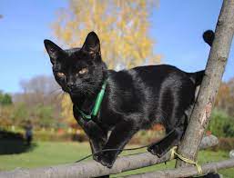 pin on bombay cat