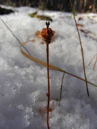 Image result for Pearsonia uniflora