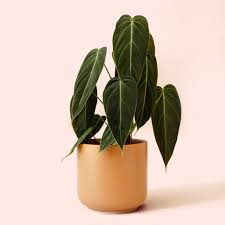 Image result for Filodendron Philodendron
