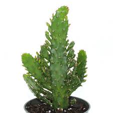 Image result for Opuntia monacantha