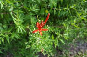 Image result for Anisacanthus