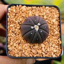 Image result for Thesium asterias