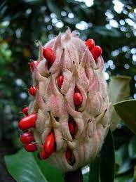 Pin On Flowers Fruits Seeds Pods Plants Fungi