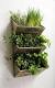 Kitchen Indoor Herb Garden