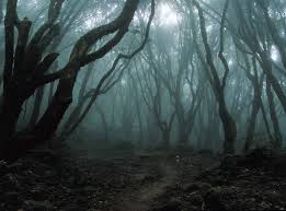 Locul considerat ca fiind unul dintre cele mai intense atunci când vine vorba de fenomene. Clujul È™i Legendele Sale PÄƒdurea Hoia Baciu