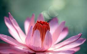 Matteo salvini e il mazzo di fiori per lilli gruber. Lotus Fiori Hd Foto Gratis Su Pixabay