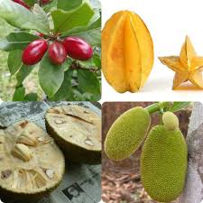 The thc level is 23%, although in some cases it can be a bit lower, around 21%. Haiku Dreaming Of Exotic Fruits Mirth And Motivation