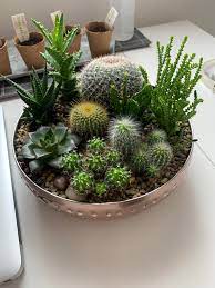 The 2015 cactus bowl was an american college football bowl game that was played on january 2, 2015, at sun devil stadium in tempe, arizona. Made This Cactus Bowl For My Mother In Law She S Now Got Plants On Every Window And Is Growing From Seed Spread The Addiction Houseplants