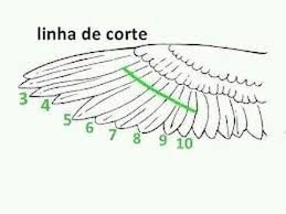 pin de fernanda lessa em calopsita calopsita papagaio passaros