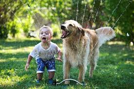 In plus, iti poti lasa fara probleme copilul. Copilul Èi Animalul De Companie Qbebe Ro