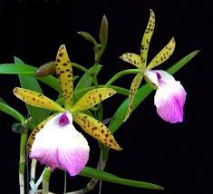 Image result for Cyphia richardsiae