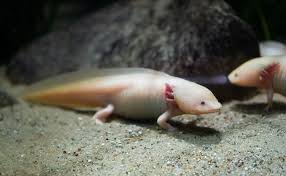 After breeding, a baby axolotl spawns, and the parents can't be bred again for five minutes. Axolotl Colors 15 Types Of Axolotl Morphs Pictures Everything Reptiles