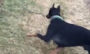 Two major families of snakes account for most venomous snakes dangerous to humans. Doberman Hurls Snake Into Another Dimension After Its Scared Owner Refused To Walk Past Daily Mail Online