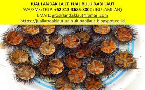 We hope this will help you in learning languages. 62 813 3685 8002 Tsel Bulu Babi Landak Laut