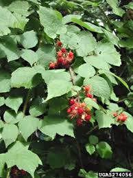 Image result for Rubus 'horticultural hybrids'