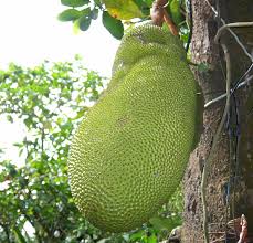 Image result for Artocarpus heterophyllus