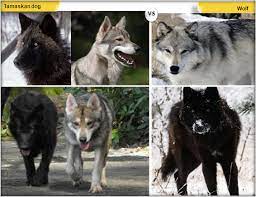 11 Dogs That Look Like Wolves Tamaskan Dog Wolf Dog Pet Wolf