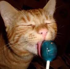 Cat Memes On Instagram Orange Tabby Cats Tabby Cat Cats